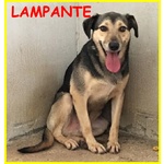 Lampante Lupacchiotto Spaventato in Canile da Sempre