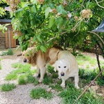 Cuccioli di Golden Retriever