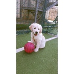 Cuccioli di Golden Retriever - Foto n. 2