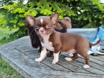 🐶 Chihuahua maschio in vendita a Scorzè (VE) e in tutta Italia da privato