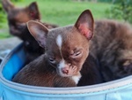 Cucciolo Chihuahua - Foto n. 4