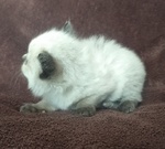 Cuccioli di Ragdoll - Foto n. 2