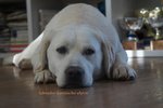 🐶 Labrador maschio di 10 anni e 6 mesi in accoppiamento a Tolmezzo (UD) e in tutta Italia da privato