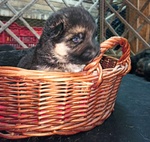 🐶 Pastore Tedesco di 8 settimane (cucciolo) in vendita a Ruffano (LE) da privato