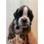 Allevamento Cuccioli Boxer - Foto n. 3