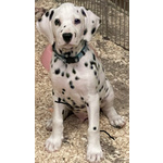 Dalmata Cucciolo