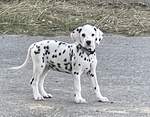 Dalmata Cucciolo - Foto n. 2