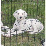 Dalmata Cucciolo - Foto n. 3