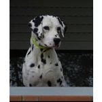 Dalmata Cucciolo - Foto n. 4