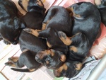 Cuccioli di Dobermann - Foto n. 2