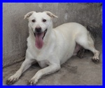 Giasone Spettacolare mix Labrador in Canile da Sempre