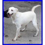 Giasone Spettacolare mix Labrador in Canile da Sempre - Foto n. 2