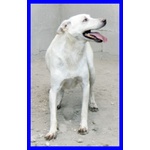 Giasone Spettacolare mix Labrador in Canile da Sempre - Foto n. 3