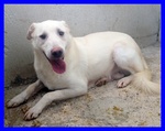 Giasone Spettacolare mix Labrador in Canile da Sempre - Foto n. 4
