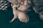 Gattini Unici di Canadian blue Sphynx - Foto n. 2