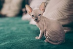 Gattini Unici di Canadian blue Sphynx - Foto n. 3