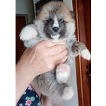 Akita inu Cucciole - Foto n. 2