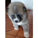 Akita inu Cucciole - Foto n. 3