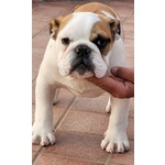 🐶 Bulldog Inglese maschio di 1 anno in vendita a Somma Vesuviana (NA) da privato