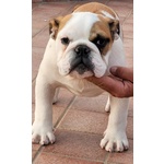 Bulldog Inglese Cucciolo