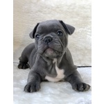 Bouledogue Francese Blu