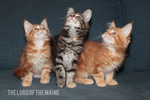 Cuccioli Maine coon alta Genealogia Disponibili - Foto n. 8