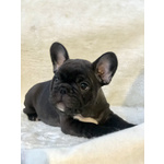 Cuccioli di Bouledogue Francese