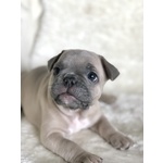 Cuccioli di Bouledogue Francese - Foto n. 7