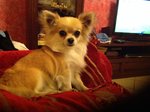 Bellissimo Chihuahua Cerca Fidanzata - Foto n. 1