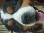 Cuccioli di Bovaro del Bernese - Foto n. 1