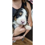 Cuccioli di Bovaro del Bernese - Foto n. 3