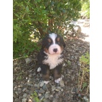 🐶 Bovaro del Bernese femmina di 2 anni e 1 mese in vendita a Cagliari (CA) e in tutta Italia da privato