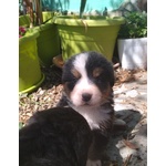 Cuccioli di Bovaro del Bernese - Foto n. 2