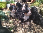 Cuccioli di Bovaro del Bernese - Foto n. 3