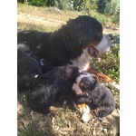 Cuccioli di Bovaro del Bernese - Foto n. 4