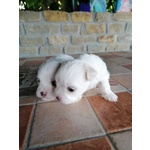 Cucciole Maltese - Foto n. 2