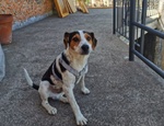 Mix jack Russel 9/10 mesi Aspetta di Trovare casa Sicilia