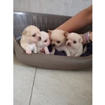 🐶 Chihuahua maschio di 6 settimane (cucciolo) in vendita a Giugliano in Campania (NA) e in tutta Italia da privato