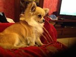 Bellissimo Chihuahua Cerca Fidanzata - Foto n. 2