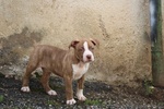 Vendita Cuccioli Simil Amstaff - Foto n. 4