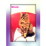 Minnie Gattina Similnorvegese - Foto n. 1