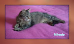 Minnie Gattina Similnorvegese - Foto n. 4