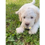 Cuccioli Lagotto Romagnolo