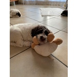 Cuccioli Lagotto Romagnolo - Foto n. 2