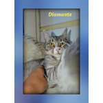 Gattina Diamante Stupenda e Dolcissima!