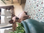 Cuccioli di Sphynx