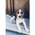 🐶 Beagle di 6 mesi in vendita a Lizzanello (LE) e in tutta Italia da privato