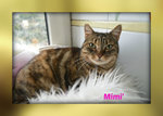 : Mimi’ una Gattina Dolce e Affettuosa - Foto n. 2