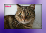: Mimi’ una Gattina Dolce e Affettuosa - Foto n. 4