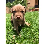 🐶 Pitbull maschio di 8 settimane (cucciolo) in vendita a Campagnano di Roma (RM) e in tutta Italia da privato